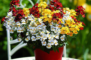 Balkonblume Trio Mio