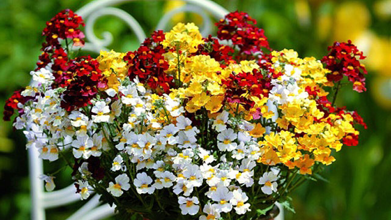 Balkonblume Trio Mio