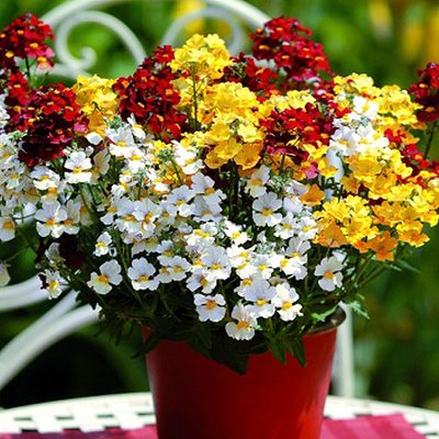 Balkonblume Trio Mio