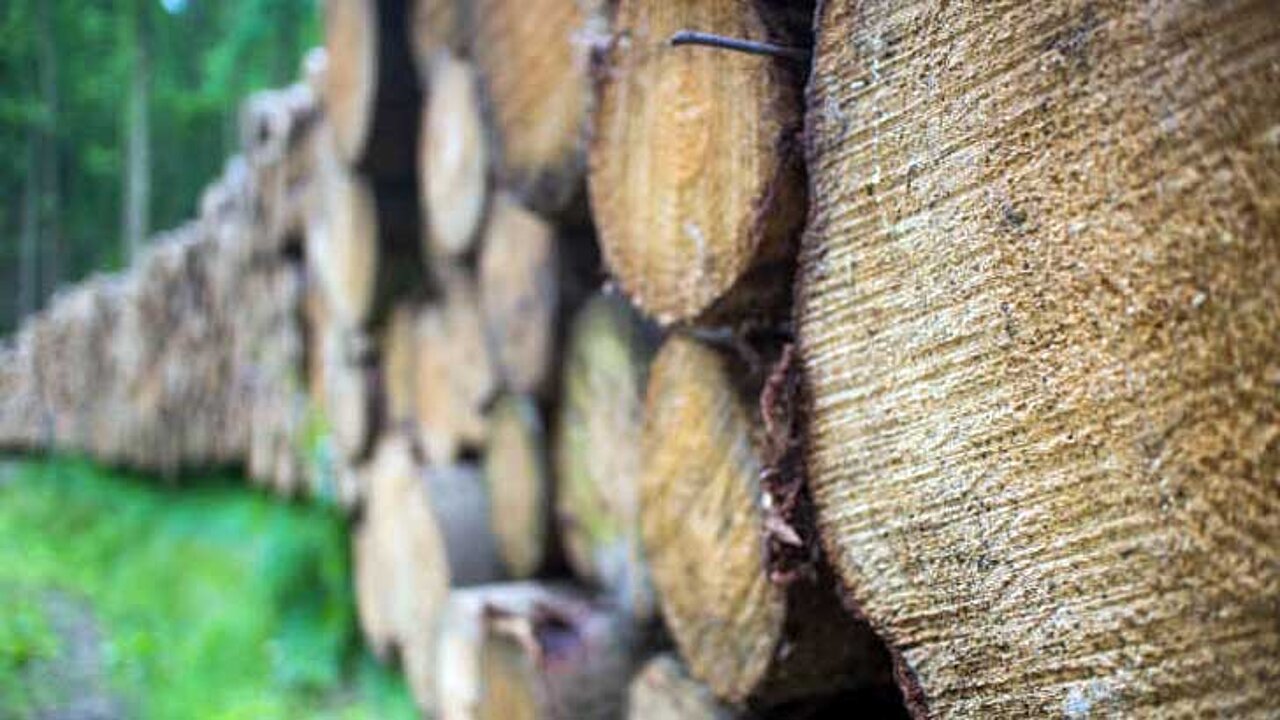 Holzpolder