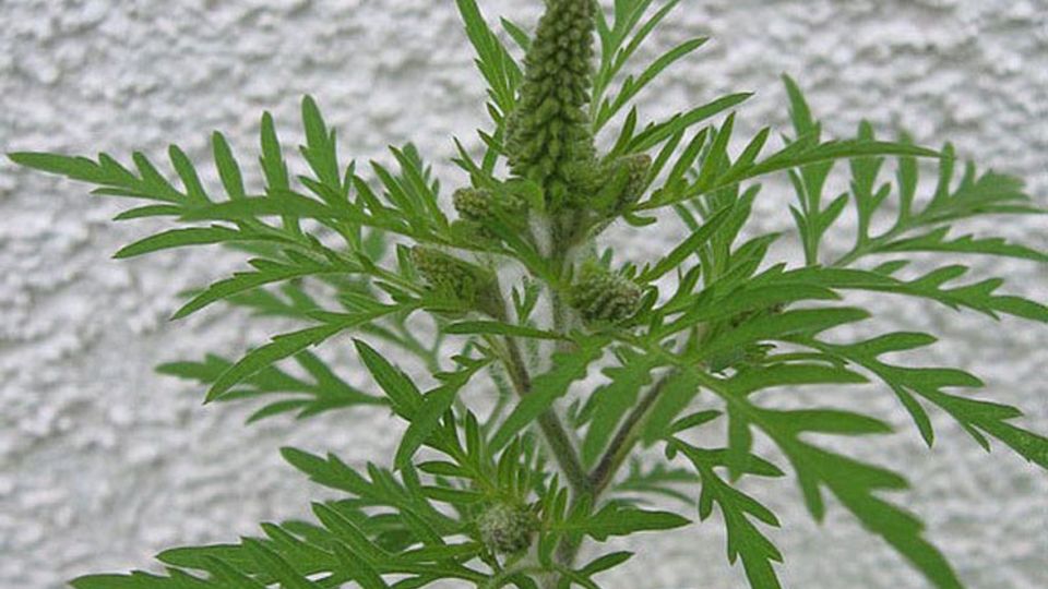 Ambrosia