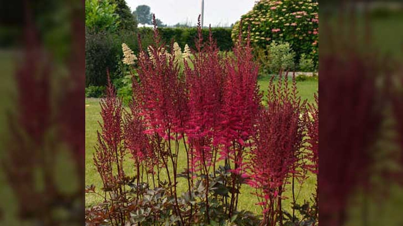 Astilbe