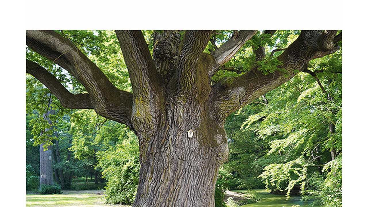 Baum