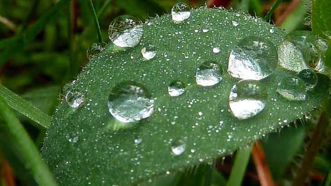 Blätter und Blüten Funktionen