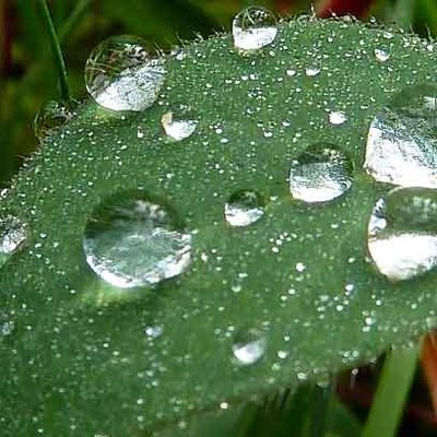 Blätter und Blüten Funktionen