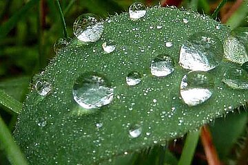 Blätter und Blüten Funktionen