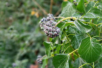 Gartenpflanzen