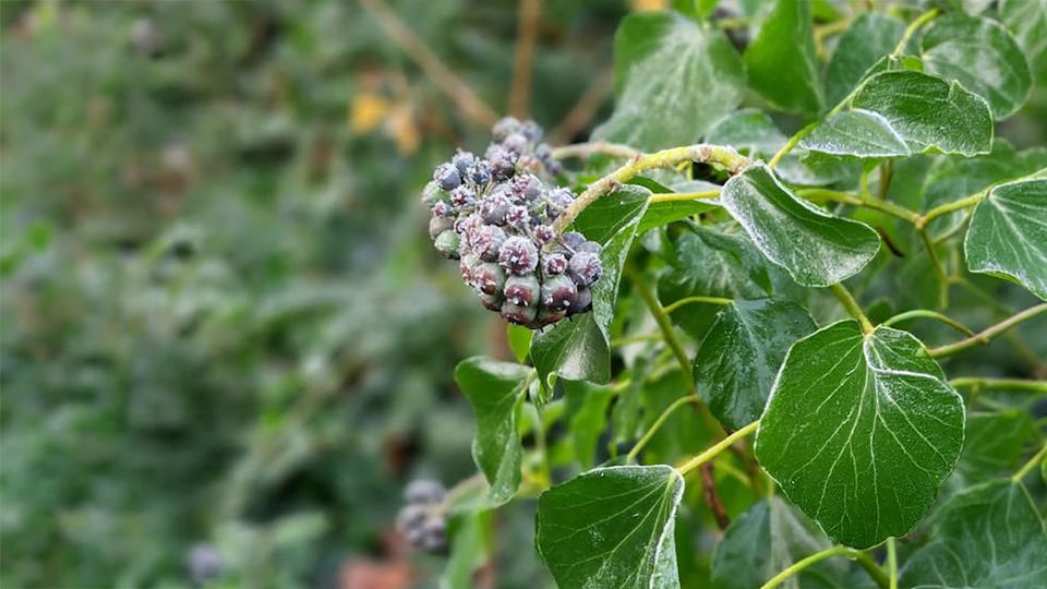 Gartenpflanzen