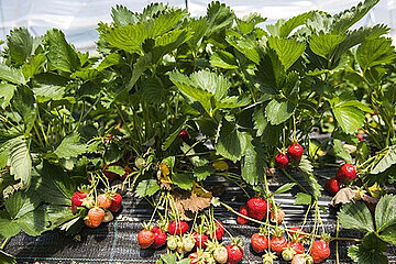 Erdbeeren