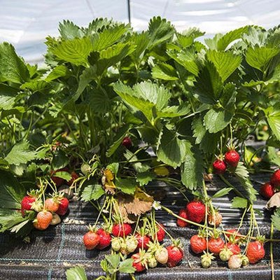 Erdbeeren