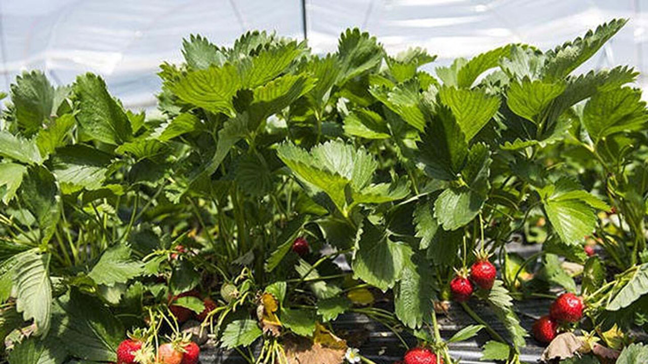 Erdbeeren