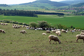 Rhön Westhardt