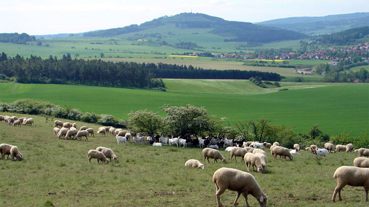 Rhön Westhardt