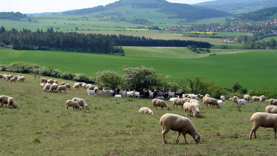 Rhön Westhardt