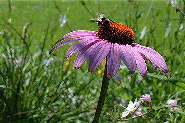 Image-16500
