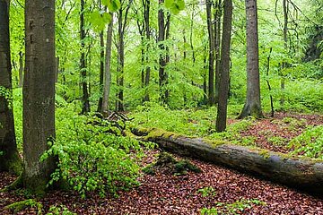 Wald