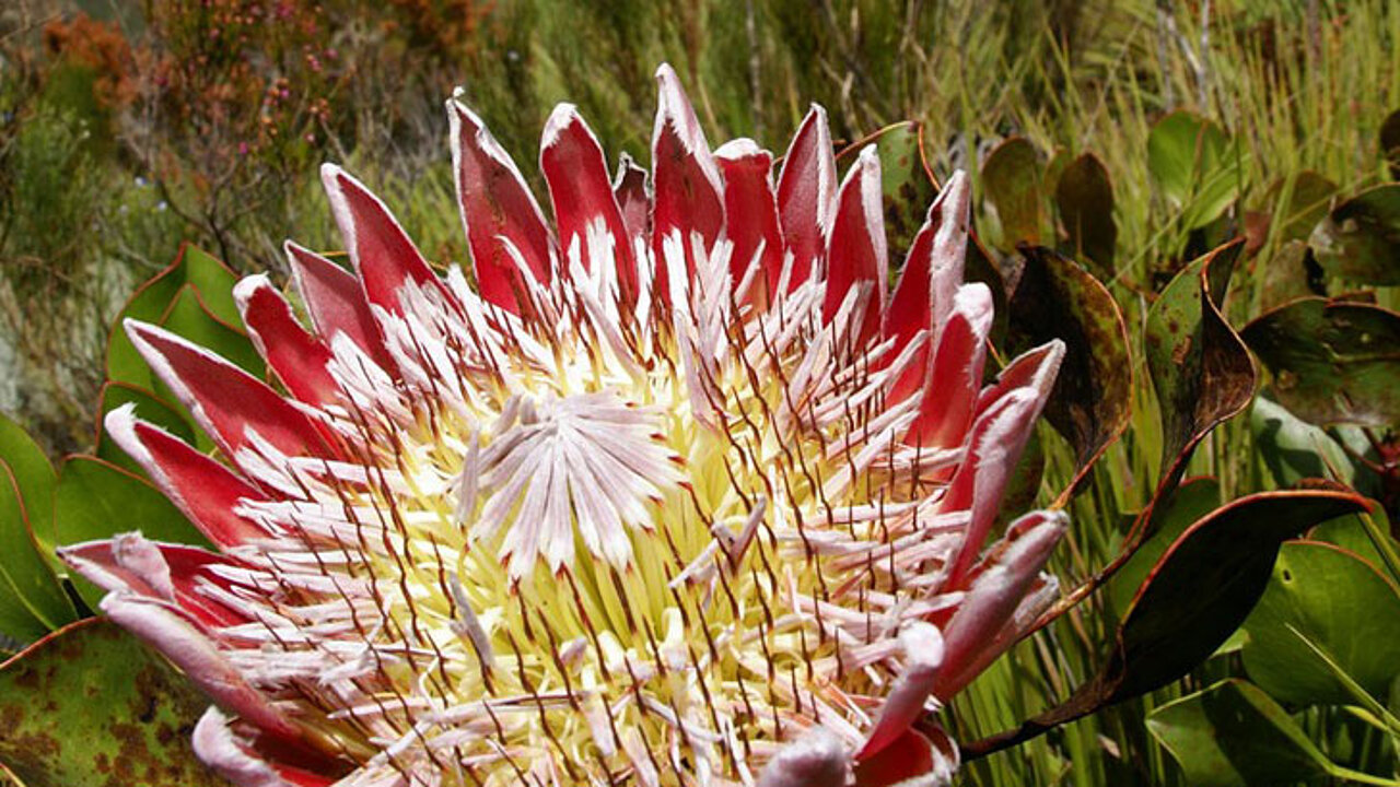Protea cynaroides