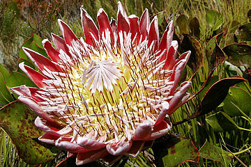 Protea cynaroides