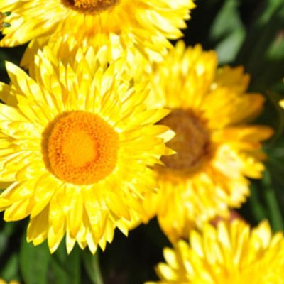 Strohblume Sunnyboy