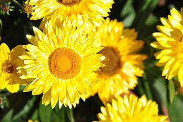 Strohblume Sunnyboy