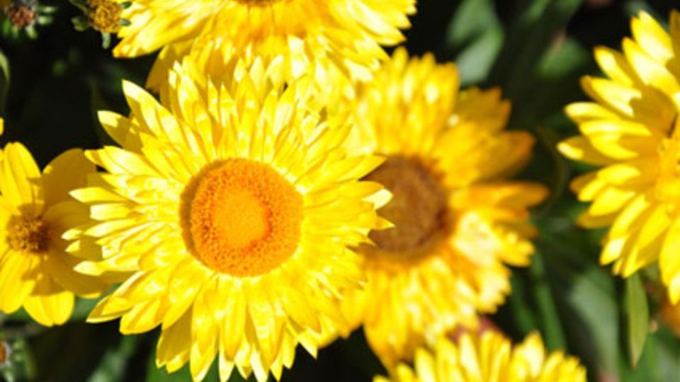 Strohblume Sunnyboy