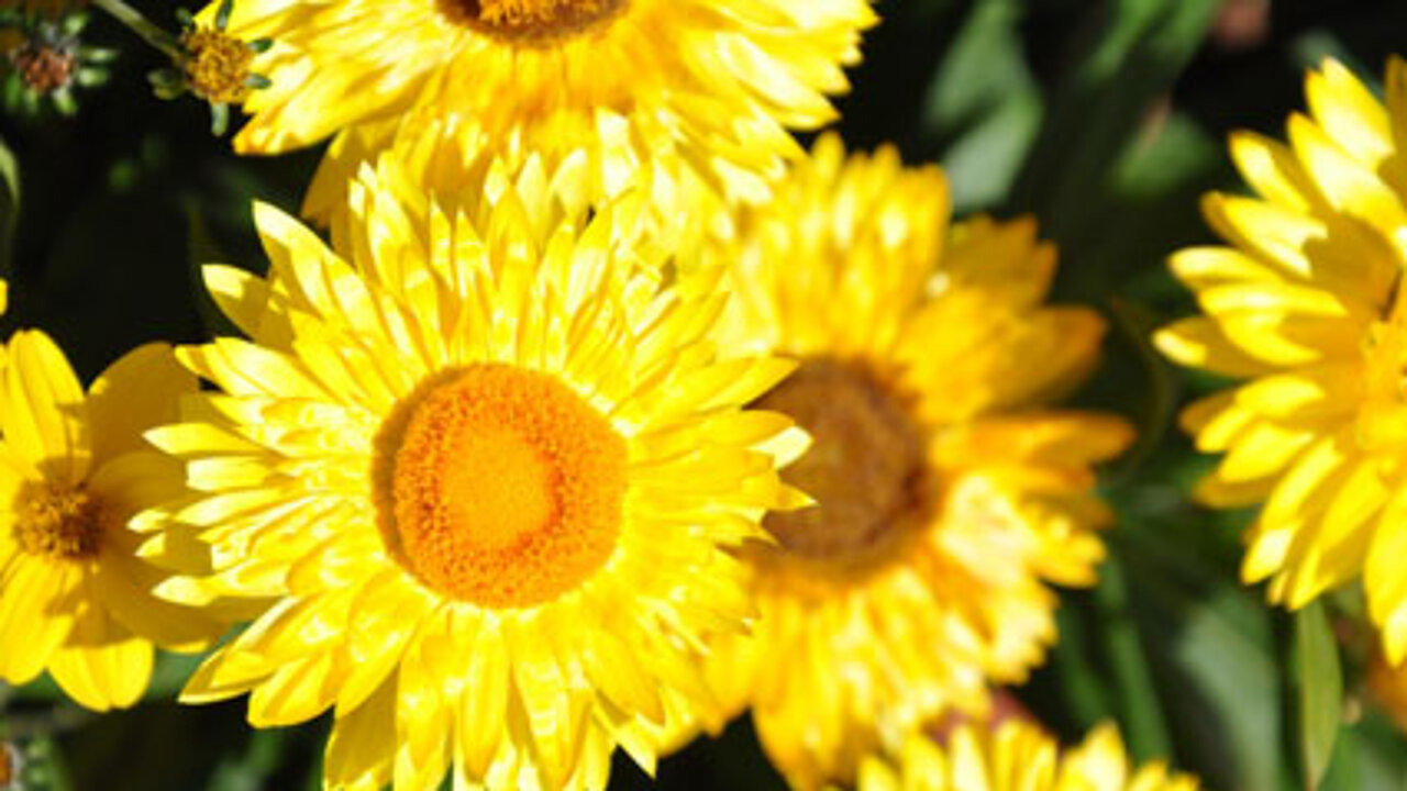 Strohblume Sunnyboy