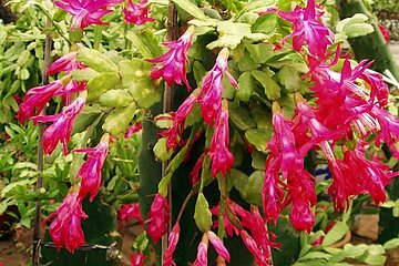 Schlumbergera truncata