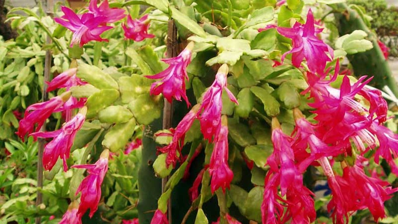 Schlumbergera truncata