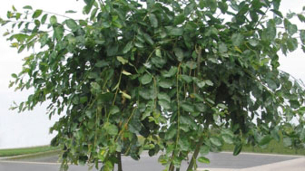 Plantop Dekor-Mulch