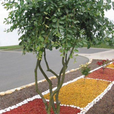 Plantop Dekor-Mulch