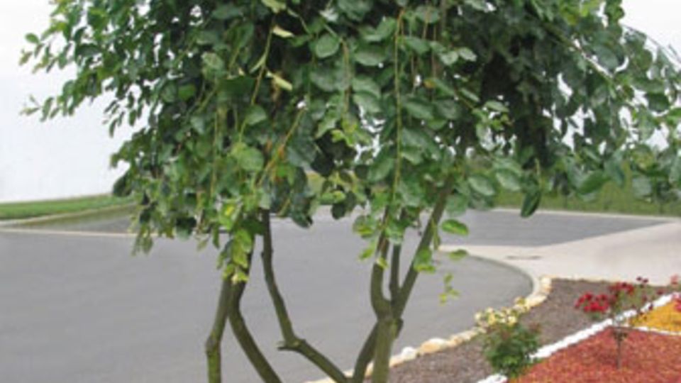 Plantop Dekor-Mulch