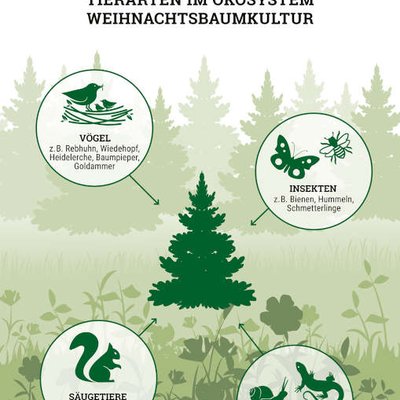 Weihnachtsbaumkulturen