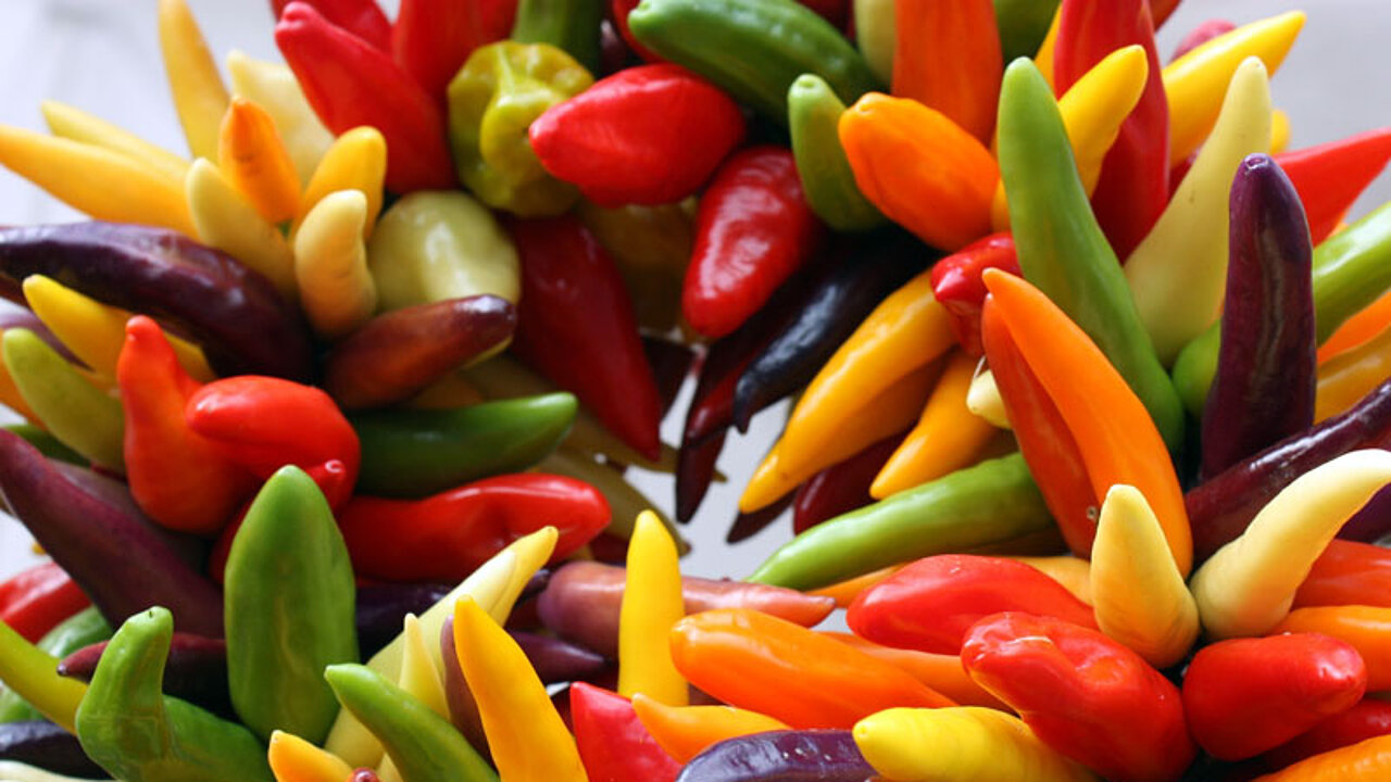 Chili-Schoten