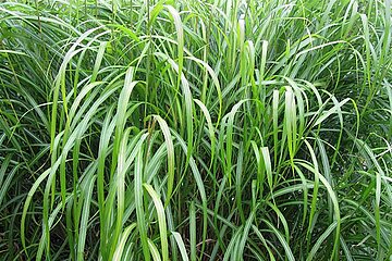Chinesisches Schilfgras