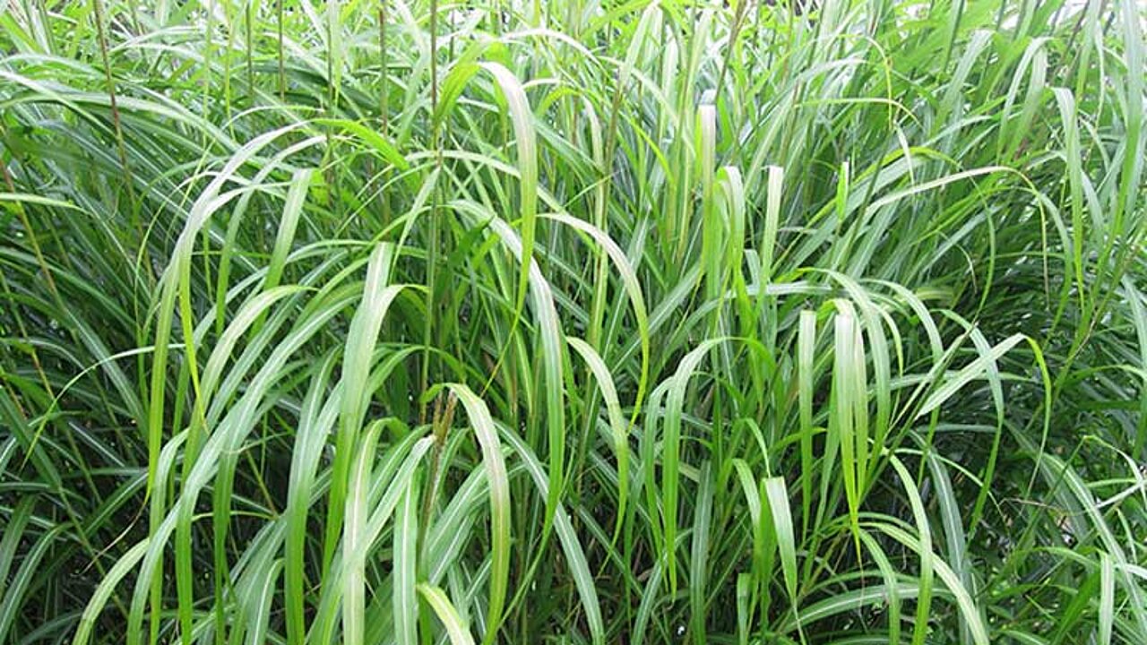 Chinesisches Schilfgras