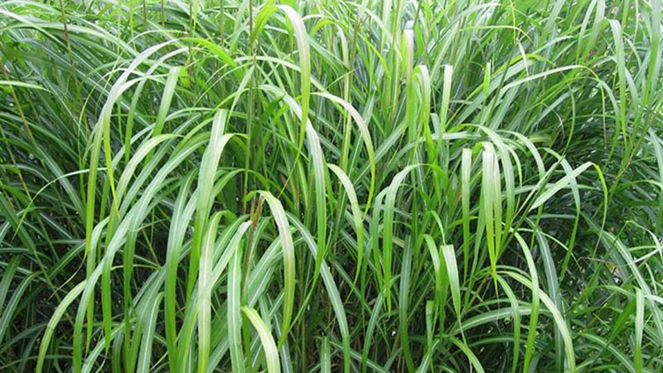 Chinesisches Schilfgras