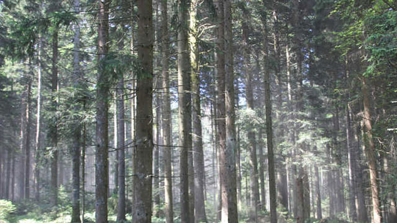 Waldkalkung aus der Luft