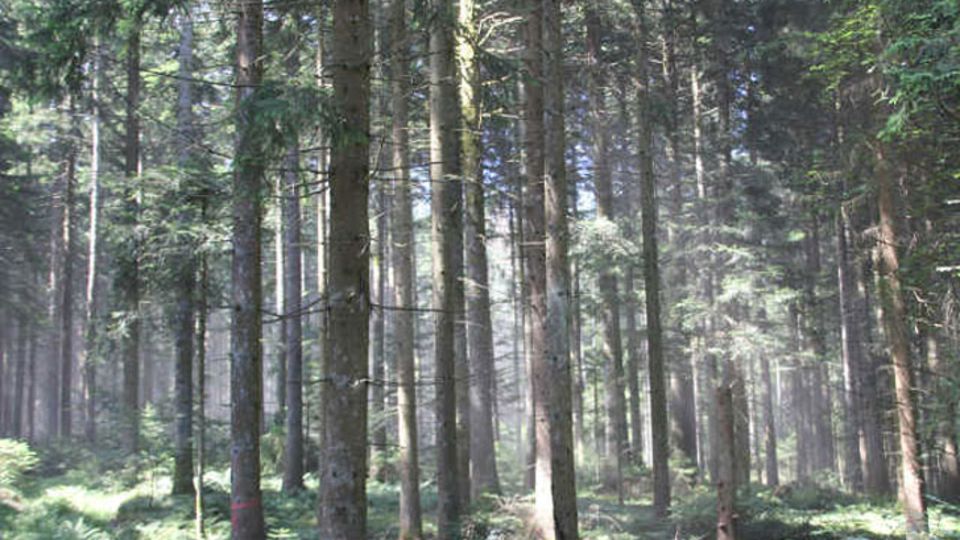 Waldkalkung aus der Luft