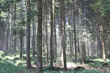 Waldkalkung aus der Luft