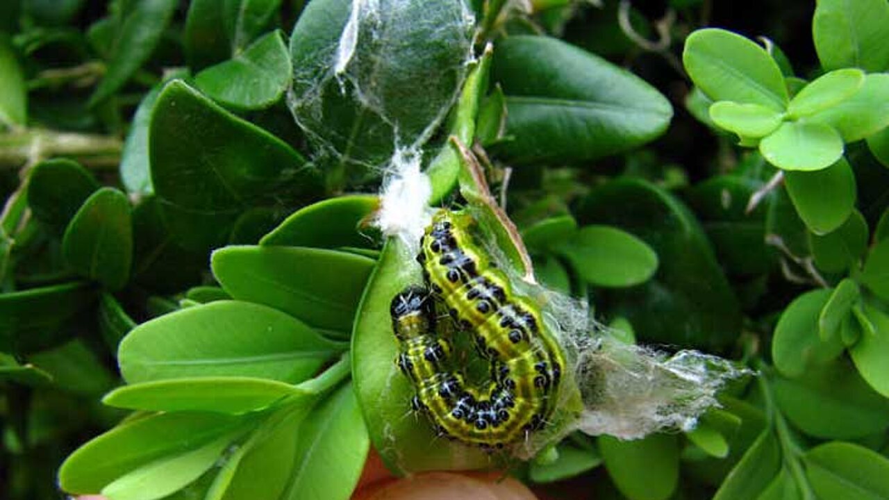 Buchsbaumzünsler Raupe