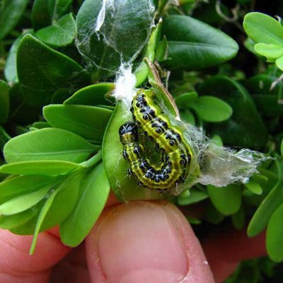 Buchsbaumzünsler Raupe