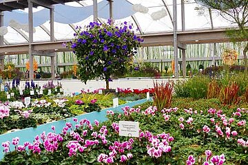 Cyclamen Calluna, Erica gracilis und Solitärsträuchern