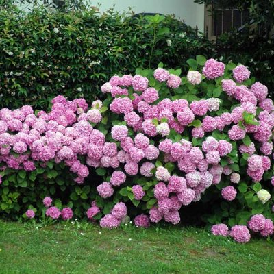 Hortensie