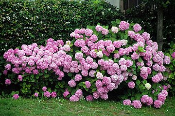 Hortensie