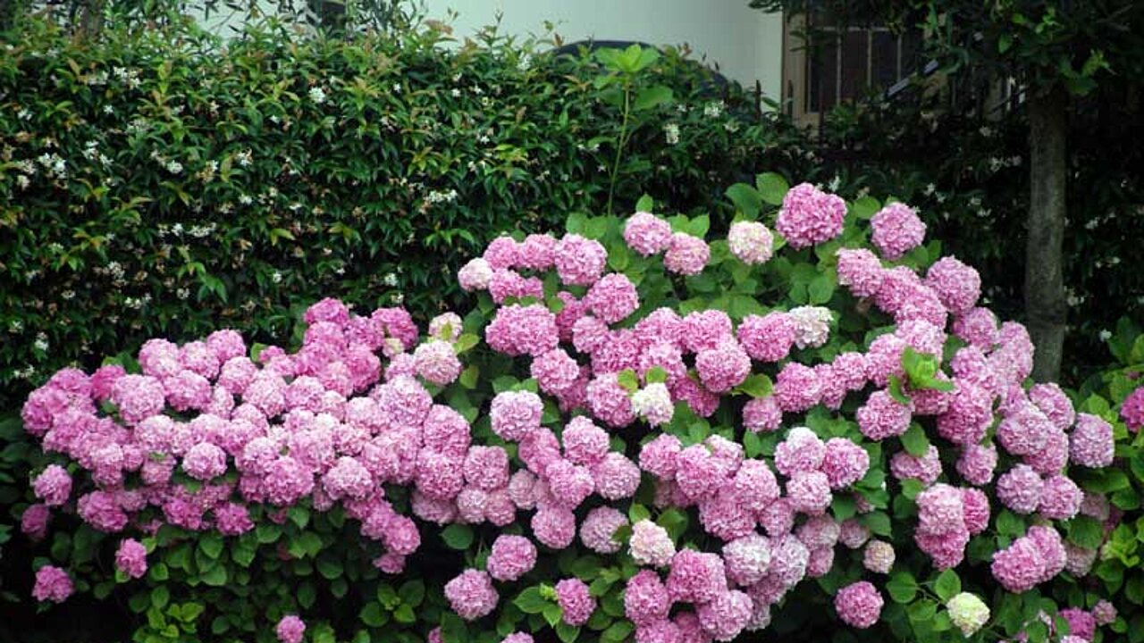 Hortensie