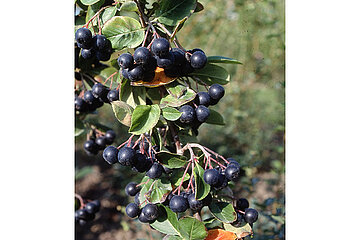 Schwarze Apfelbeere