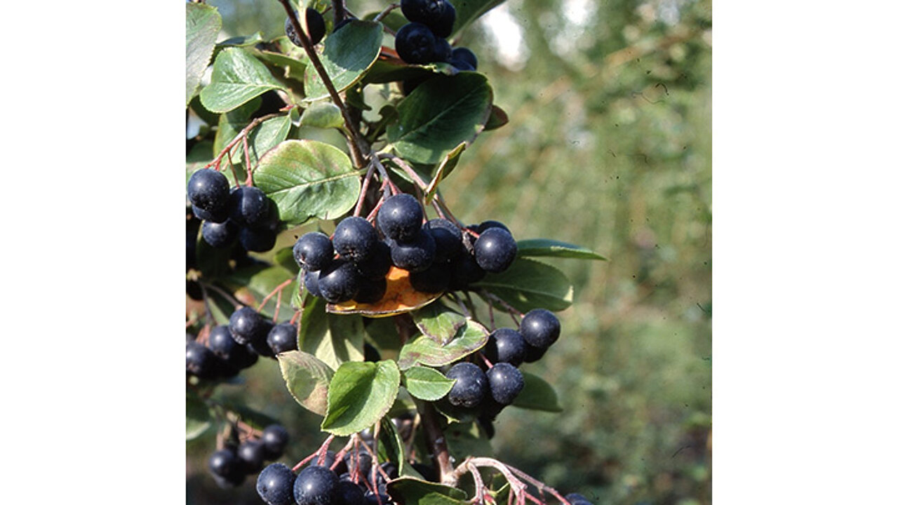 Schwarze Apfelbeere