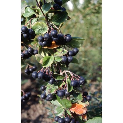Schwarze Apfelbeere