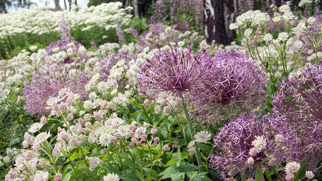 Allium in Kombination