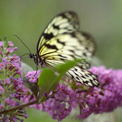 Schmetterlinge